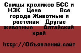 Самцы кроликов БСС и НЗК › Цена ­ 400 - Все города Животные и растения » Другие животные   . Алтайский край